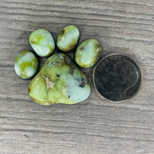 Palomino Paw
