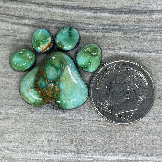 Sonoran Mountain Paw