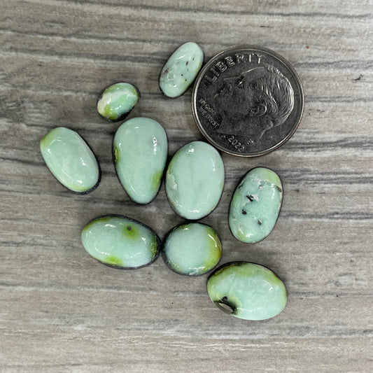 Palomino Minis