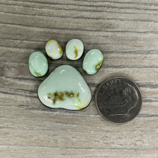 Palomino Paw