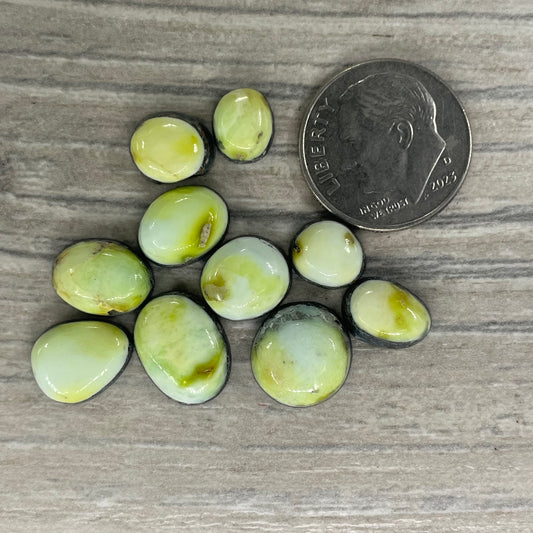 Palomino Minis