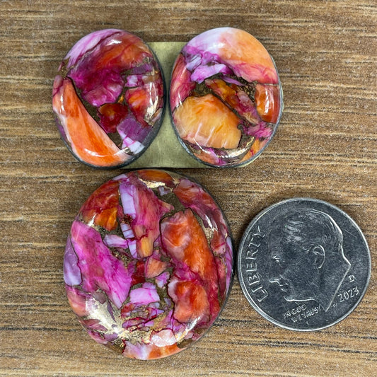 Starburst Spiny Oyster