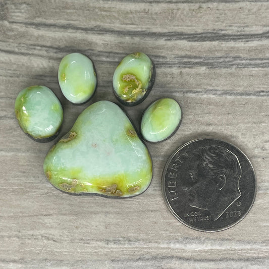 Palomino Paw