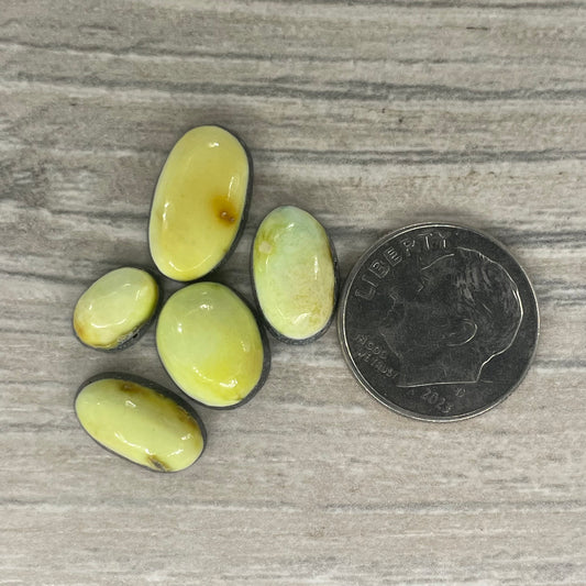 Palomino Minis