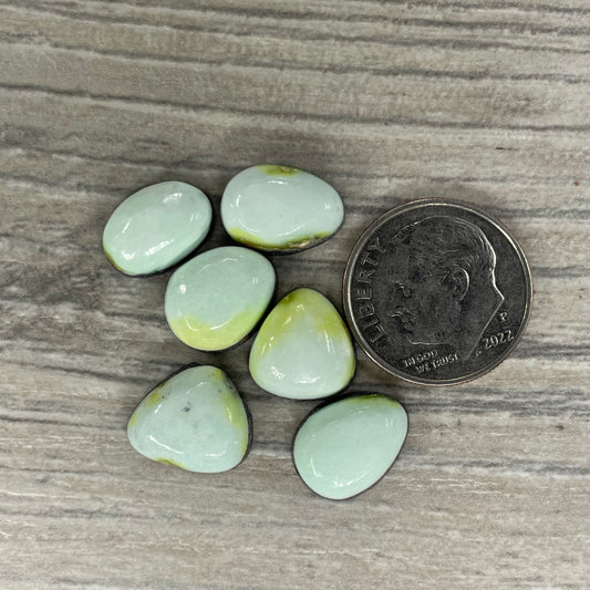 Palomino Minis