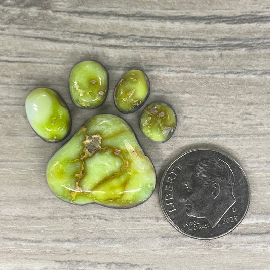 Palomino Paw