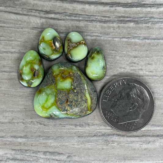 Palomino Paw