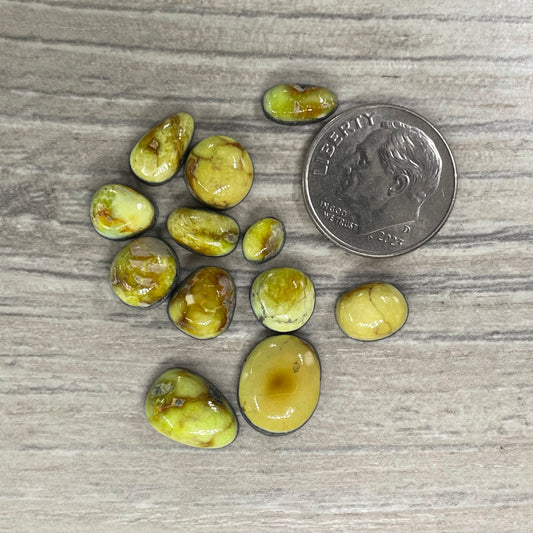 Palomino Minis