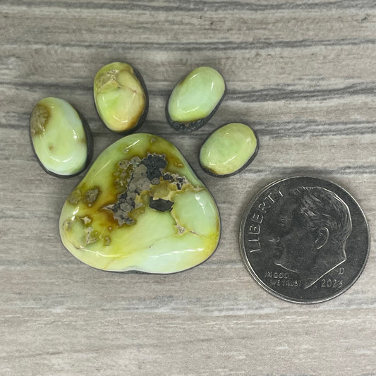 Palomino Paw