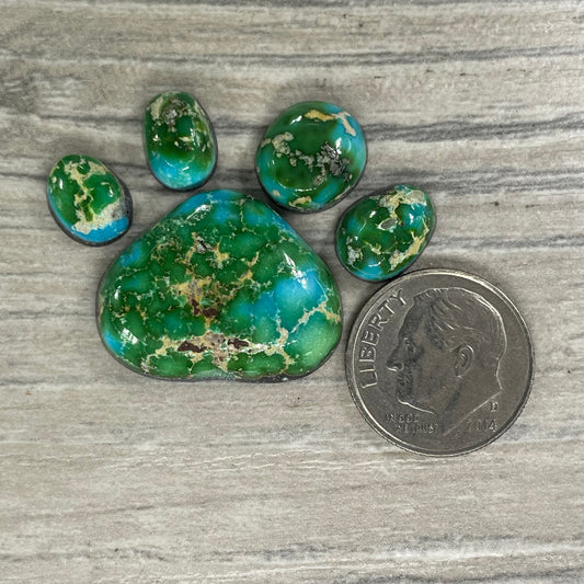 Sierra Bella Paw