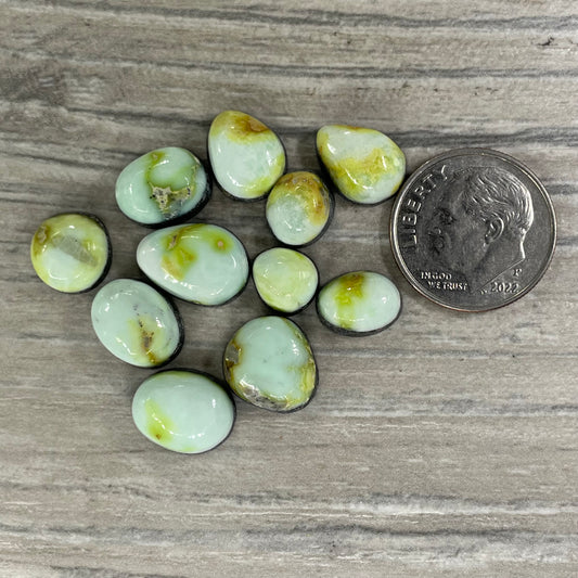 Palomino Minis