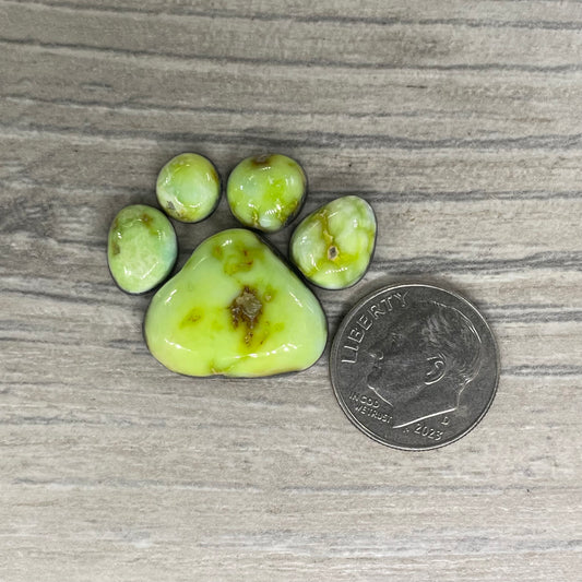 Palomino Paw