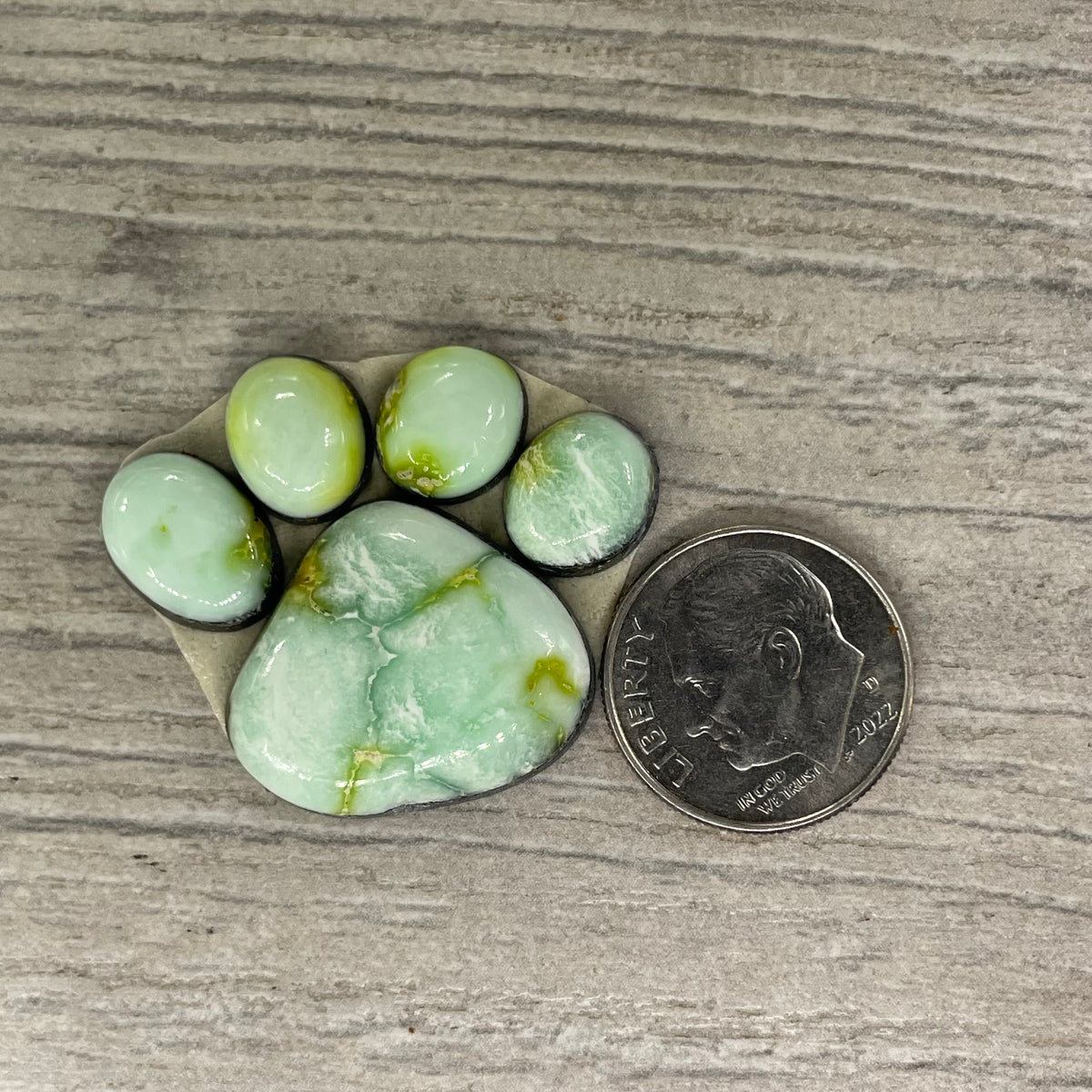 Palomino Paw
