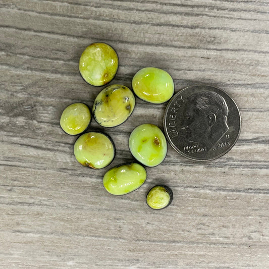 Palomino Minis