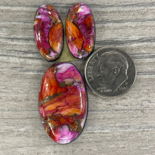 Starburst Spiny Oyster