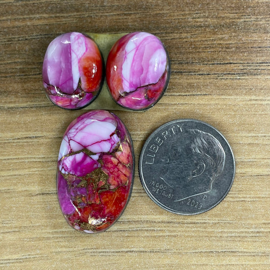 Starburst Spiny Oyster