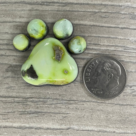 Palomino Paw