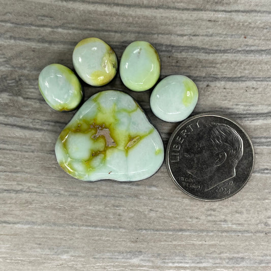 Palomino Paw