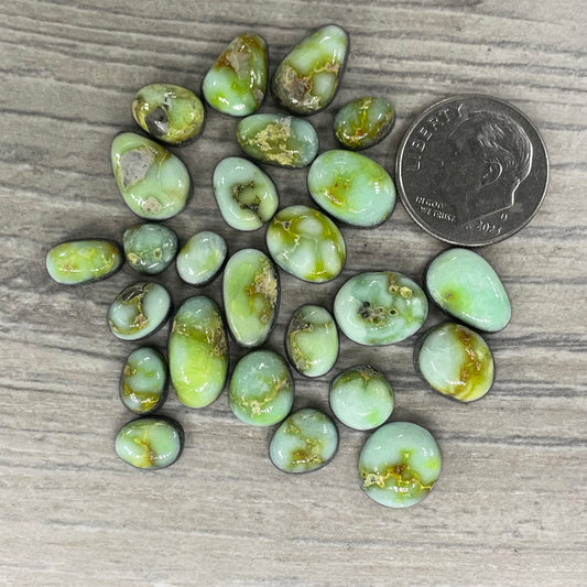 Palomino Minis