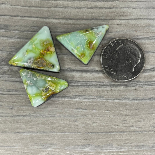 Palomino