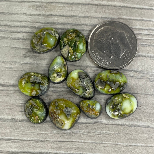 Palomino Minis