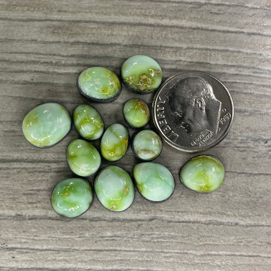 Palomino Minis