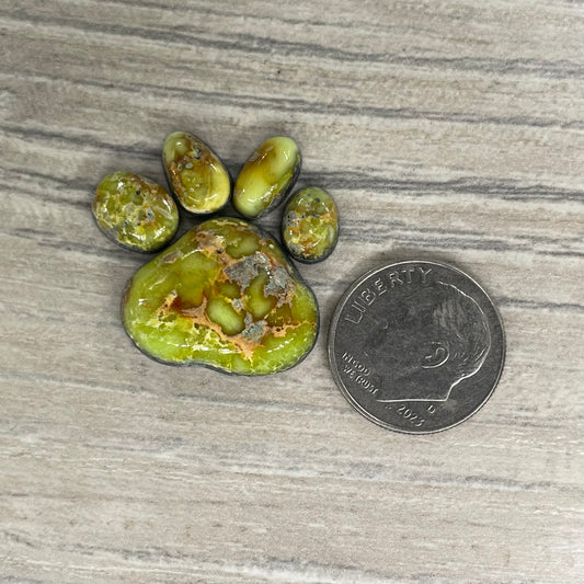Palomino Paw