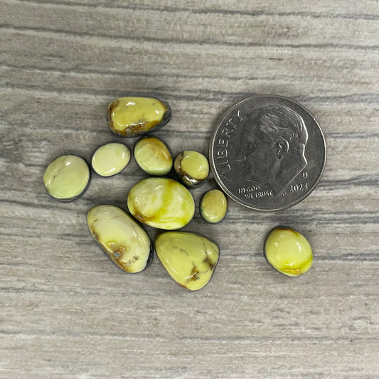 Palomino Minis