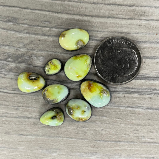 Palomino Minis