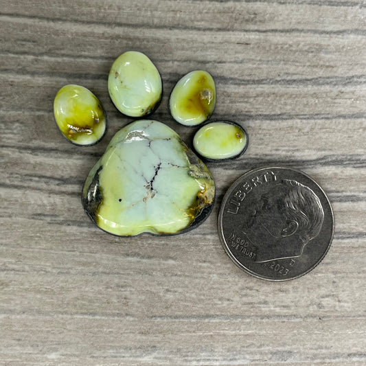 Palomino Paw