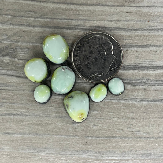 Palomino Minis