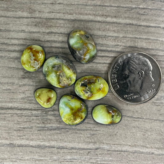 Palomino Minis