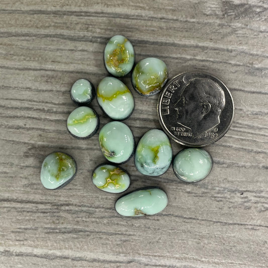 Palomino Minis