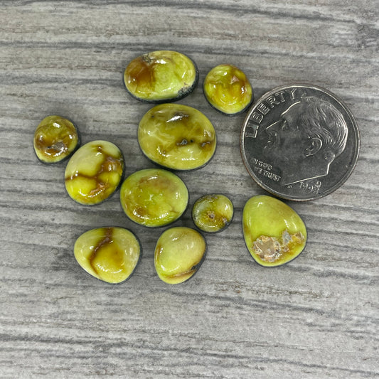 Palomino Minis