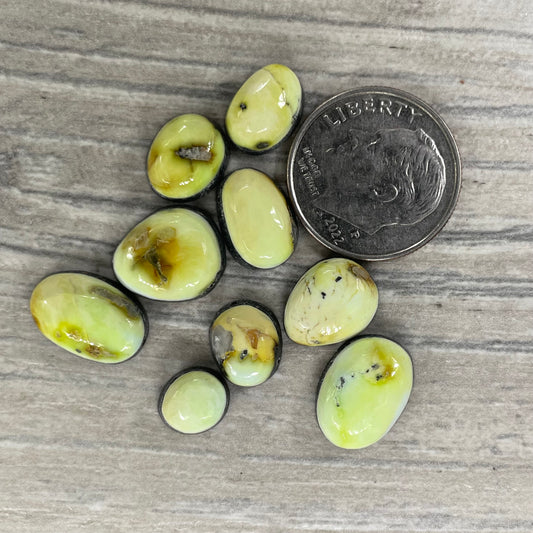 Palomino Minis