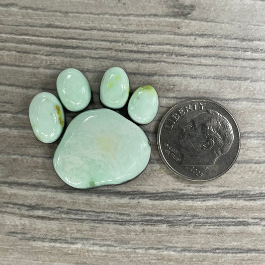 Palomino Paw