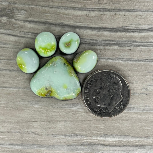 Palomino Paw