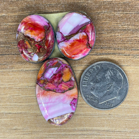 Starburst Spiny Oyster