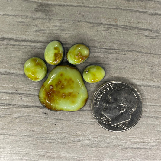 Palomino Paw