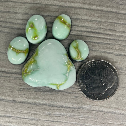 Palomino Paw