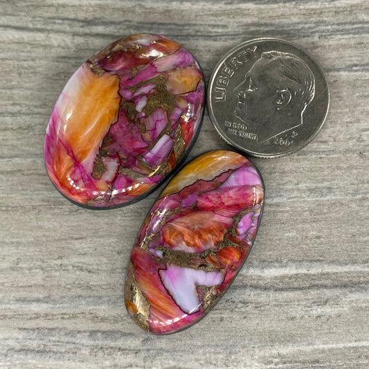 Starburst Spiny Oyster